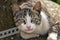 Cute cat lie down on the concrete. Lazy cat sit on concrete. Portrait of cat on the ground