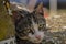 Cute cat lie down on the concrete. Lazy cat sit on concrete. Portrait of cat on the ground