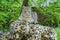 A cute cat lies in the garden on a huge soft toy and looks at the photographer.