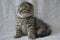 Cute cat. Little kitty. Scottish fold, beautiful cat.