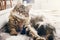 cute cat lying on comfortable bed in morning light in stylish room. maine coon resting on blanket with funny emotions and