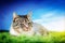 Cute cat lying on green spring grass