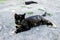 Cute cat lying on the ground, and a black cat watching her from behind.