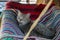Cute cat lying in a outdoor swing on a colorful rug. Adorable kitty, animal theme