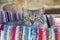 Cute cat lying in a outdoor swing on a colorful rug. Adorable kitty, animal theme