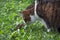 Cute cat and a mouse playing on the grass-covered field