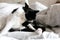 Cute cat with moustache grooming on bed. Funny black and white kitty licking and cleaning butt on stylish sheets. Space for text