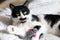 Cute cat with moustache showing tongue and playing with mouse toy on bed. Funny black and white kitty licking itself with pink