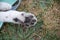 cute cat paw with black pads close up on green grass