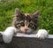 Cute cat peeping over fence