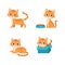 cute cat pet animal playing pose style set bundle