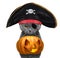 Cute cat in pirate hat hold halloween pumpkin in the mouth - isolated on white