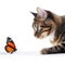 cute cat playing with butterfly