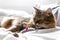 Cute cat playing with mouse toy on white bed in sunny stylish room. Maine coon with green eyes playing with with funny emotions on