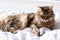 Cute cat playing with mouse toy on white bed in sunny stylish room. Maine coon with green eyes playing with with funny emotions on