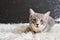 Cute cat portrait. Mixed breed of maine coon with british shorthair