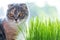 Cute cat and a pot with green organic grass during day , cats health concept .