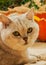 Cute cat and pumpkin. Thanksgiving Day, family holiday, Halloween . Sunny photo, vibrant autumn background
