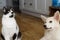 Cute cat and puppy sitting on floor with funny adorable look. Playful black and white cat and fluffy white puppy playing together