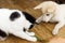 Cute cat and puppy sitting on floor with funny adorable look. Playful black and white cat and fluffy white puppy playing together