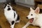 Cute cat and puppy sitting on floor with funny adorable look. Playful black and white cat and fluffy white puppy playing together
