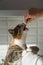 Cute cat reaches for the owner hand for treat, begging for food, sitting in the kitchen at home