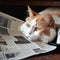 The cute cat is reading the newspaper. The concept of following news and publications.