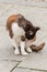 Cute cat with red, black, white colours sitting on the ground and washing himself