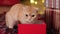 Cute cat in red gift box on background of blurred flashing Christmas lights