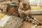 Cute cat relaxing on cozy blanket and rug at fireplace. Portrait of adorable tabby kitty lying at warm fireplace in rustic