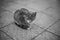 Cute cat resting on the tiled floor out.doors. BW photo