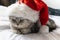 A cute cat in a santa claus hat is looking. Space for text on a gray background. Christmas card with pet