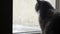 Cute cat sits on the windowsill at home and looks out the window as wet snow falls, pets interested water drops and weather outsid