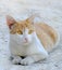 Cute cat sitting at the floor