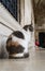 Cute cat sitting in front of the buildings in the old town of Dubrovnik, Croatia. Ginger and black and white cat sitting on the