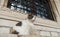 Cute cat sitting in front of the buildings in the old town of Dubrovnik, Croatia. Ginger and black and white cat sitting on the