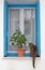 Cute cat sitting in front of old blue wooden window with geranium in a pot