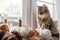 Cute cat sitting at pumpkins pillows, fall leaves, candle, lights on cozy brown scarf on windowsill. Adorable tabby cat relaxing