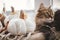 Cute cat sitting with pumpkins pillows, fall leaves, lights on cozy scarf on windowsill. Pet and cozy autumn in home. Adorable