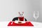 Cute cat sitting at served dining table  white background