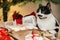 Cute cat sitting on stylish christmas gifts under christmas tree. Pet and winter holidays. Adorable kitty relaxing on wrapped