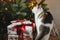 Cute cat sitting with stylish gifts at christmas tree with golden lights. Pet and winter holidays. Adorable curious kitty sitting