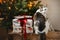 Cute cat sitting with stylish gifts at christmas tree with golden lights. Pet and winter holidays. Adorable curious kitty sitting