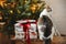 Cute cat sitting with stylish gifts at christmas tree with golden lights. Pet and winter holidays. Adorable curious kitty sitting