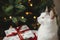 Cute cat sitting with stylish gifts at christmas tree with golden lights. Pet and winter holidays. Portrait of adorable kitty at