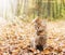 Cute cat sitting under fallen leaves in autumn forest.