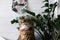 Cute cat sitting under green plant branches and relaxing on wooden shelf on white wall backgroud in stylish room. Maine coon with