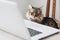 Cute cat sitting on wooden chair at table with laptop. working h