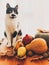 Cute cat sitting on wooden table with pumpkins, autumn leaves, apples, pears, corn, nuts and chestnuts on background of window.