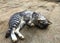 Cute cat sleep on cement background